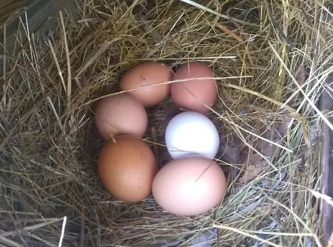 Vis 101 Nocleg ze śniadaniem 3*